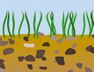 BasicNature sátorcövek 20 cm, 10 db